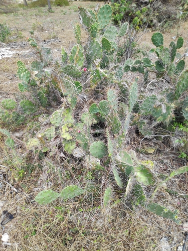 Image of Opuntia elatior by no rights reserved