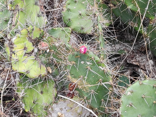 Image of Opuntia elatior by no rights reserved