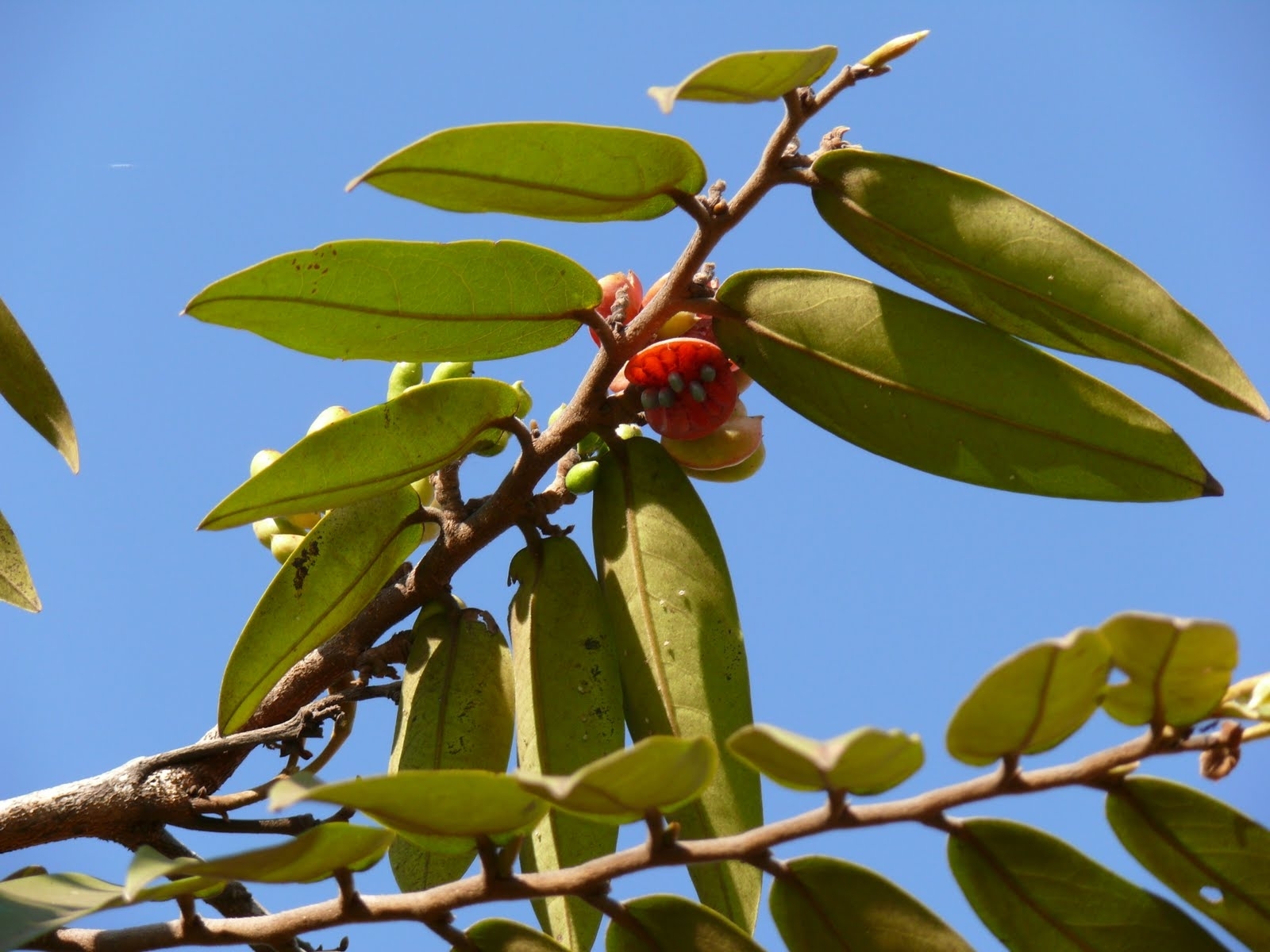 Xylopia aromatica