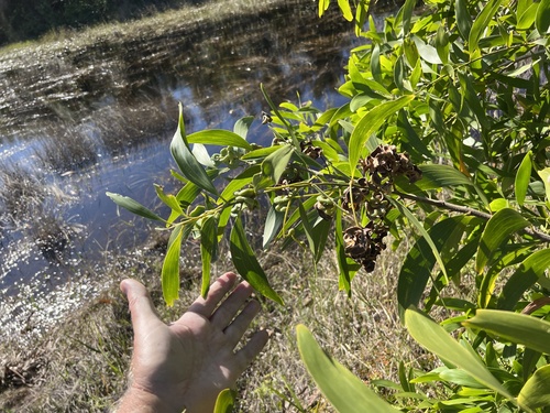 Foto de Acácia-australiana