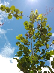 Bignonieae