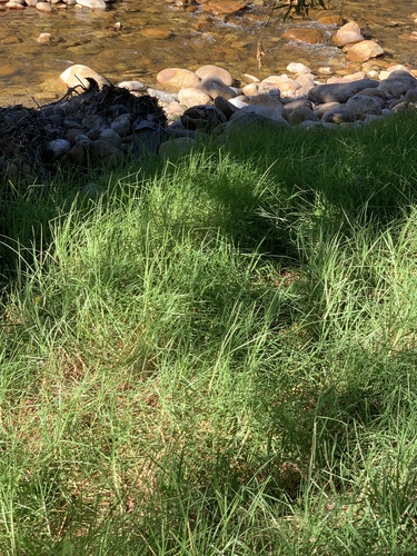 Foto de Grama-batatais