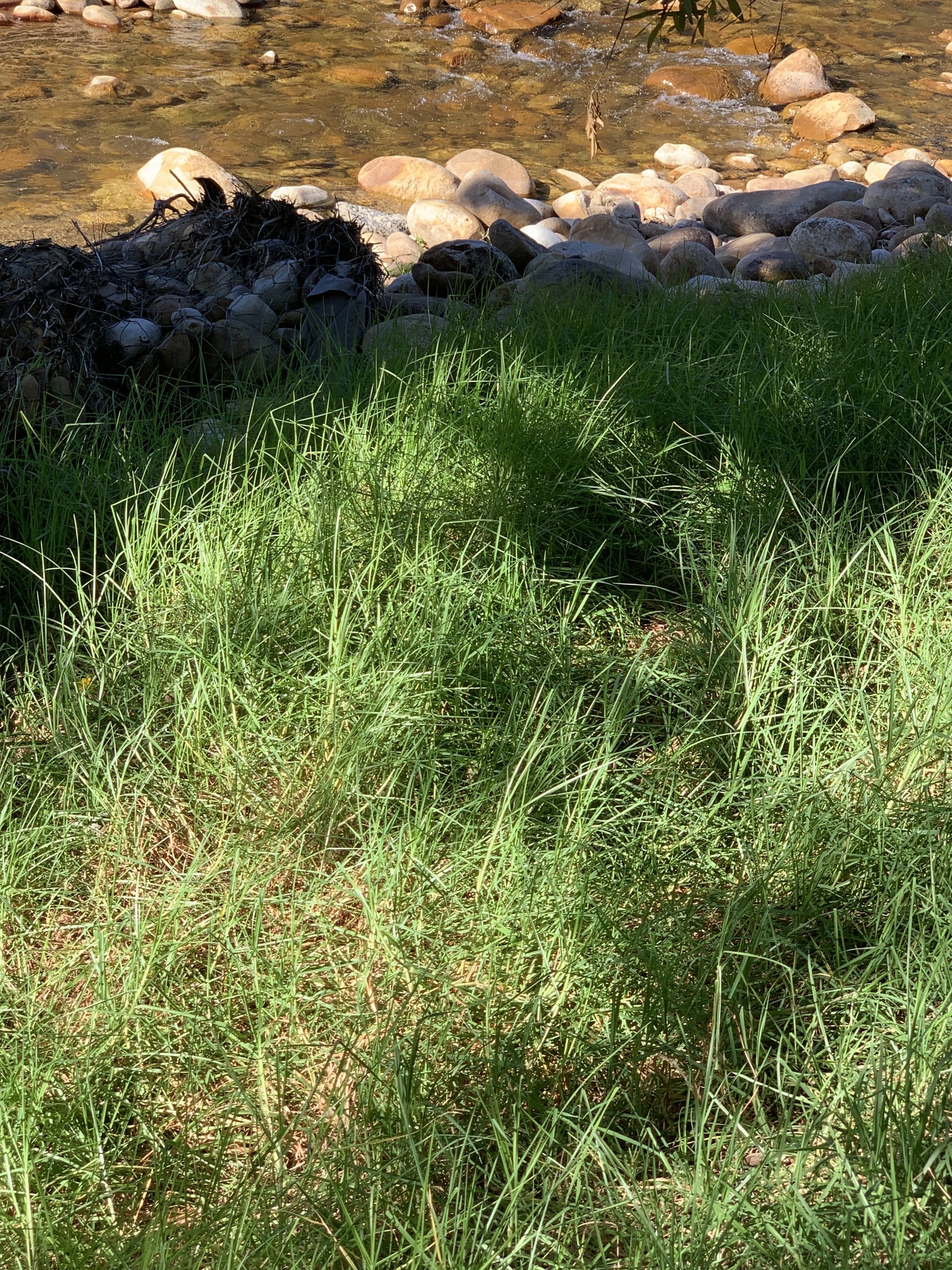 Imagem de Grama-batatais
