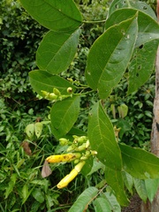 Adenocalymma impressum