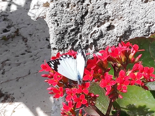 Southern African Caper White