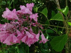 Bignonieae