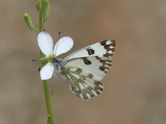 Pontia glauconome