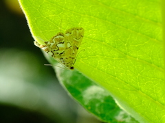 Elophila icciusalis