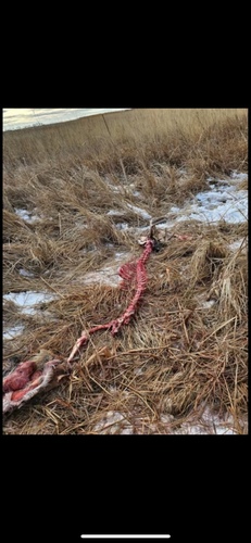 White-tailed Deer photographed in North Dakota