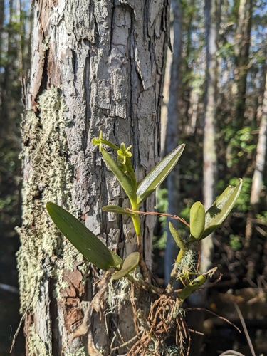 Foto de Orquídea-rígida