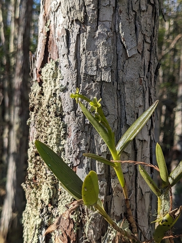 Foto de Orquídea-rígida