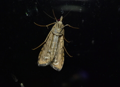 Euchromius ocellea