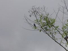 Contopus fumigatus