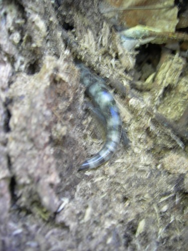 Ambystoma opacum
