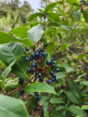 Viburnum tinus