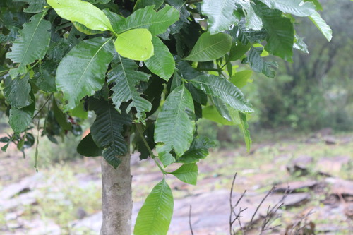 Image of Gardenia latifolia by (c) Vikas D Prasad, some rights reserved (CC BY-SA)
