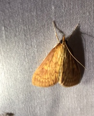 Ostrinia nubilalis