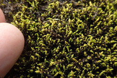 Racomitrium sudeticum