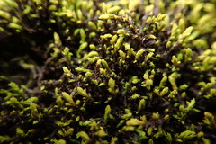 Racomitrium sudeticum