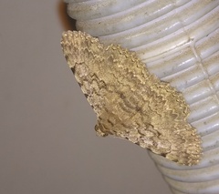 Polydesma boarmoides