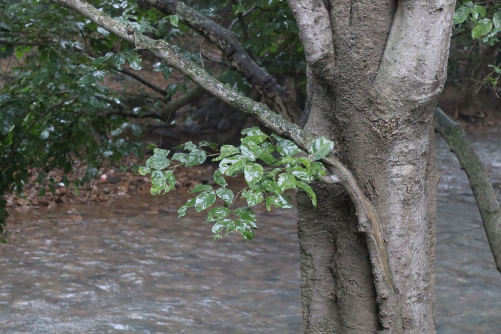 Indian beech tree in December 2024 by Vikas D Prasad · iNaturalist