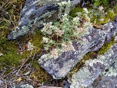 Paronychia argyrocoma