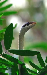 Dendrelaphis tristis