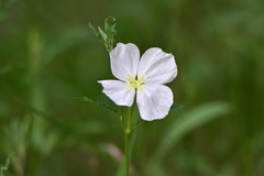Oenothera tetraptera