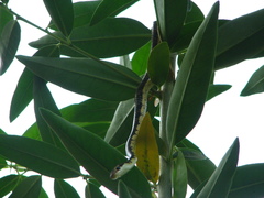 Dendrelaphis tristis