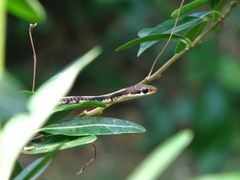 Dendrelaphis tristis
