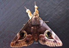 Ommatophora