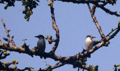 Striped Kingfisher