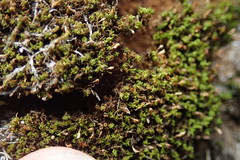 Amphidium lapponicum