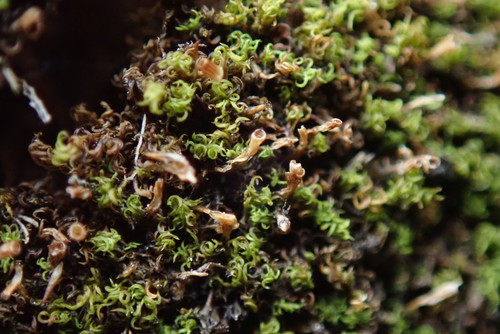 https://inaturalist.ca/taxa/158305-Amphidium-lapponicum