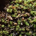 Amphidium lapponicum - Photo no hay derechos reservados, subido por Randal