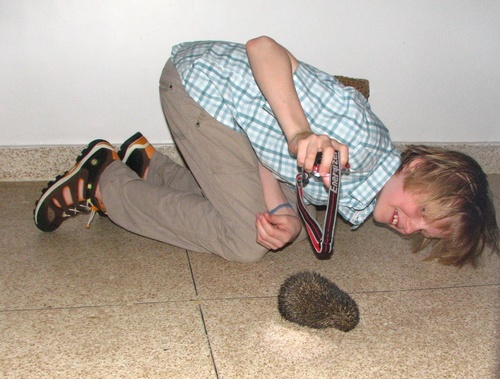 Indian Long-eared Hedgehog