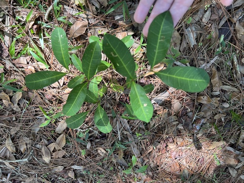 Foto de Carapinha
