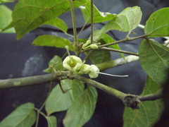 Stizophyllum riparium