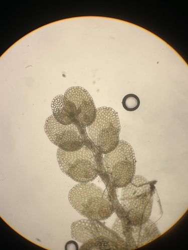 Cololejeunea ceatocarpa
