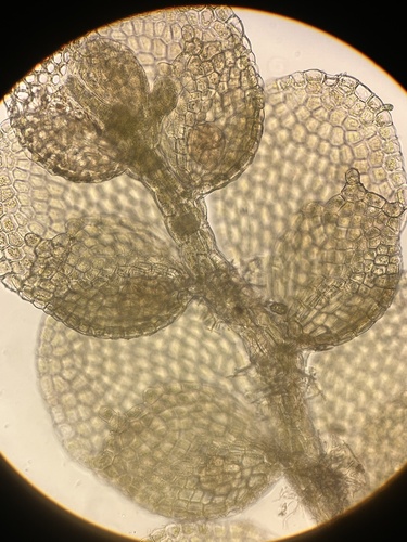 Cololejeunea ceatocarpa