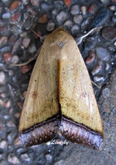 Ophiusa trapezium