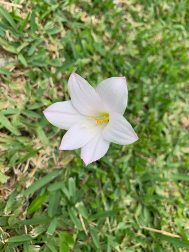 Foto de Lírio-do-brejo