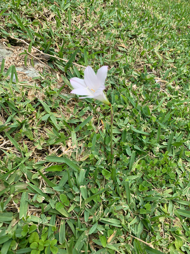 Foto de Lírio-do-brejo