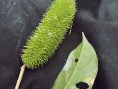 Bignonia sciuripabulum