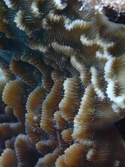 Helioseris cucullata