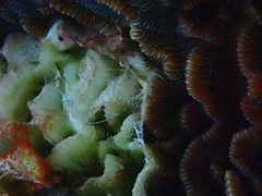 Helioseris cucullata