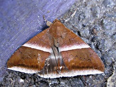 Parallelia calefaciens