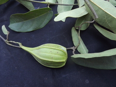 Piperales