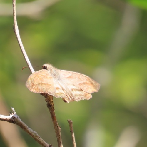 Many-banded Skipper (Timochares trifasciata)