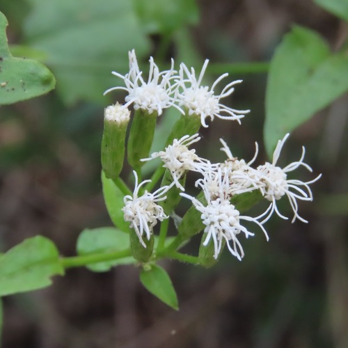 Siam weed (Chromolaena odorata)